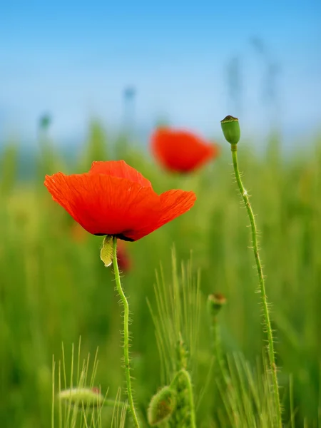 Rode papaver op groen veld — Stockfoto