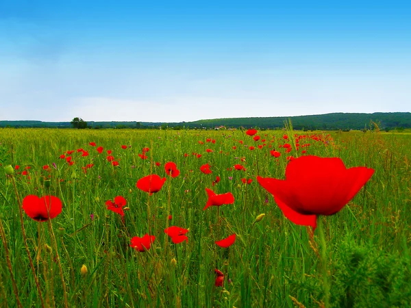 Coquelicots rouges sur le champ vert — Photo