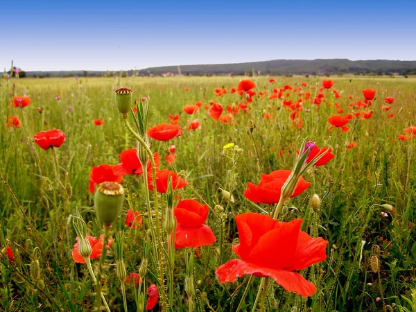 Coquelicots rouges sur le champ vert — Photo