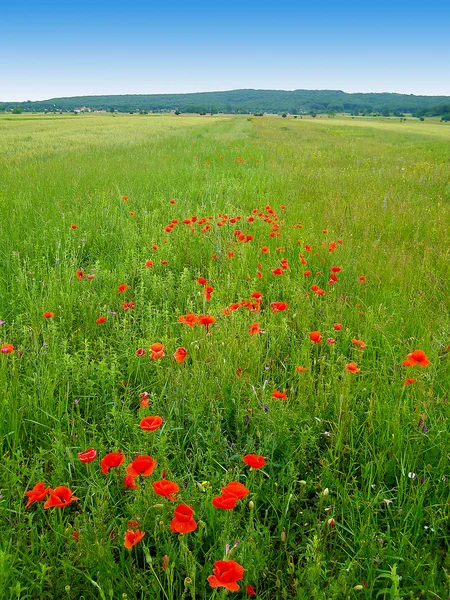 Röda vallmo på grönt fält — Stockfoto