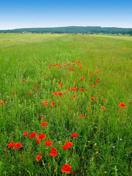 Papoilas vermelhas no campo verde — Fotografia de Stock