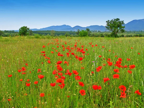 Rote Mohnblumen auf der grünen Wiese — Stockfoto