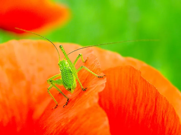 Saltamontes en el pétalo de amapola roja — Foto de Stock