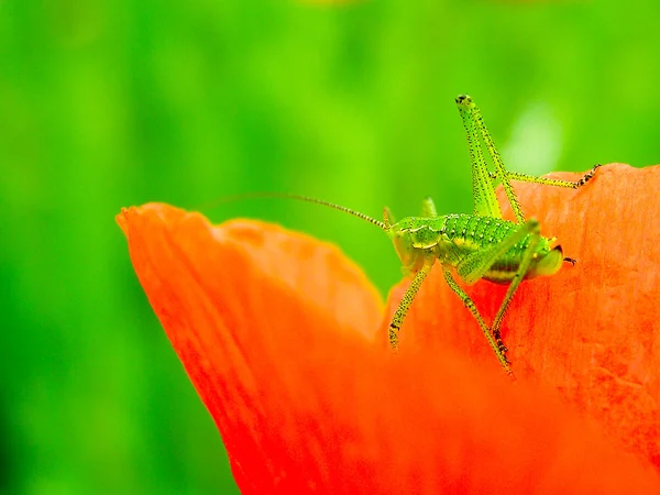 Gräshoppa på röd vallmo kronblad — Stockfoto