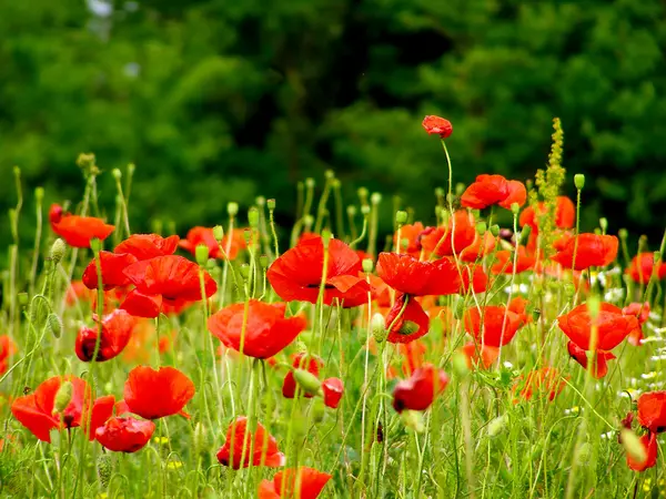 Rote Mohnblumen auf der grünen Wiese — Stockfoto