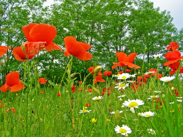 Red poppies on green field — Stock Photo, Image