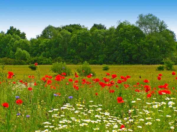 Papoilas vermelhas no campo verde — Fotografia de Stock