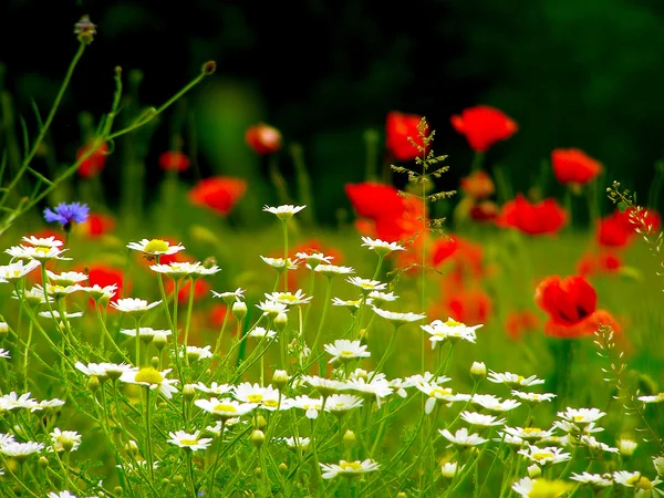 Red poppies on green field and daisies — Stock Photo, Image