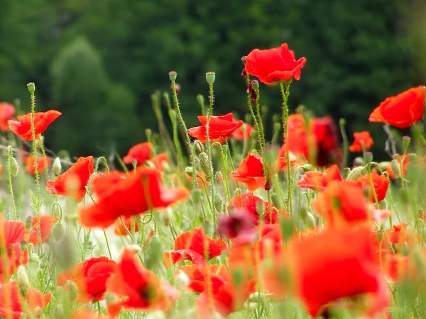 Red poppies on green field — Stock Photo, Image