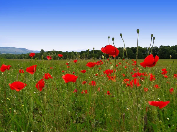 Amapolas rojas en el campo verde — Foto de Stock
