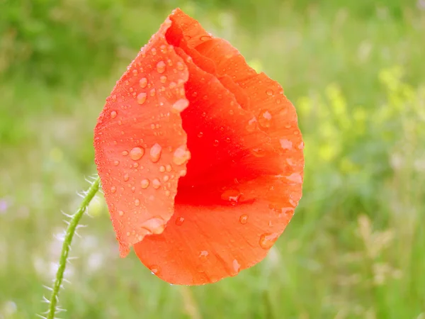 Tek kırmızı haşhaş çiçek — Stok fotoğraf