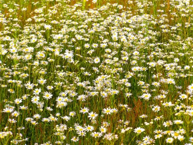 Papatya çiçeği tarlası