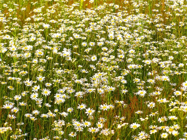 Fält av tusensköna blommor — Stockfoto