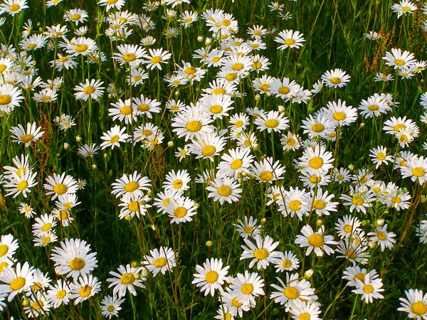 Campo de flores de margarida — Fotografia de Stock