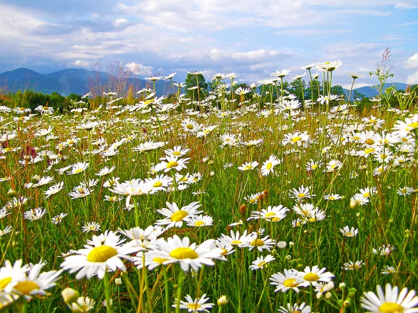 Campo de flores de margarita — Foto de Stock