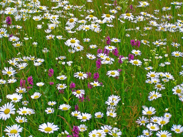 Field of daisy flowers — Stock Photo, Image