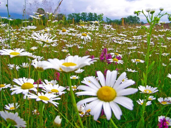 Field of daisy flowers — Stock Photo, Image