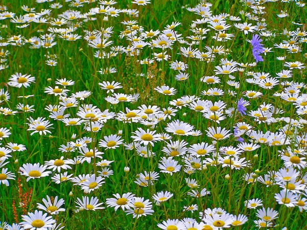 Fält av tusensköna blommor — Stockfoto