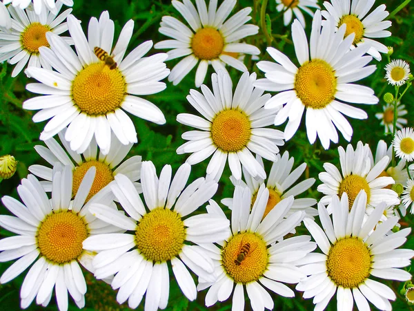 Field of daisy flowers — Stock Photo, Image