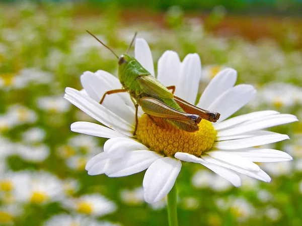 Fält av tusensköna blommor — Stockfoto