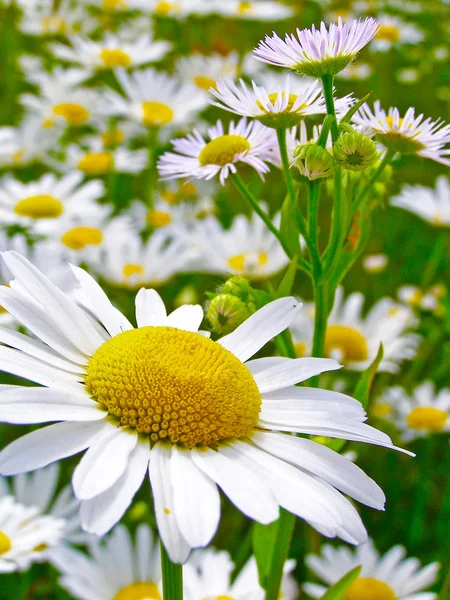 Field of daisy flowers — Stock Photo, Image