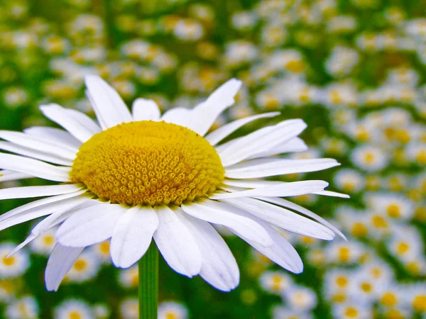 Fält av tusensköna blommor — Stockfoto