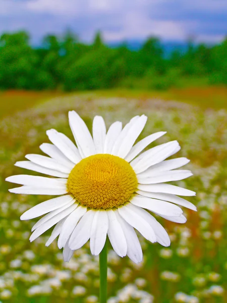 Blomstermark. – stockfoto
