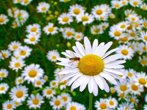 Campo de flores de margarita — Foto de Stock