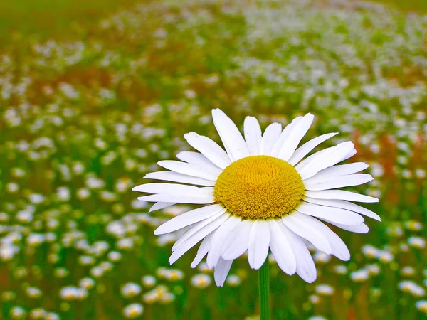 Fält av tusensköna blommor — Stockfoto