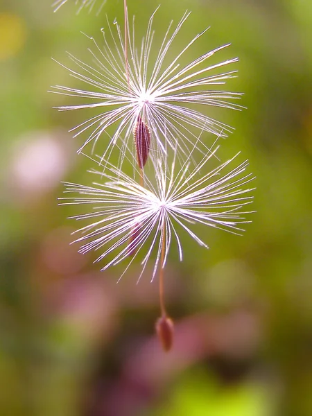 Semillas de diente de león flotando y volando — Foto de Stock