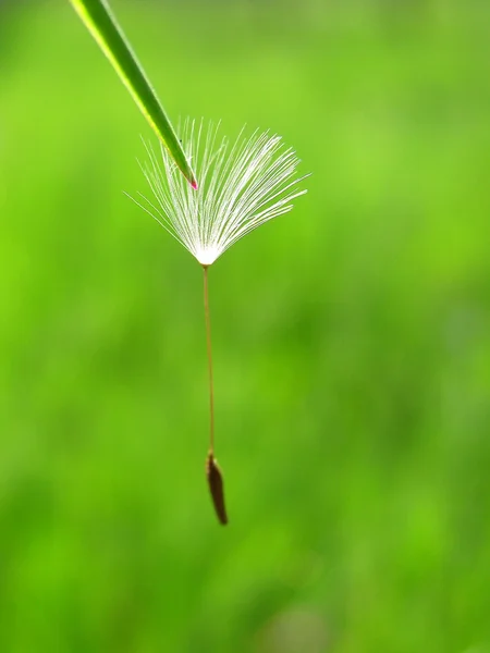 フローティングと飛んでタンポポの種子 — ストック写真