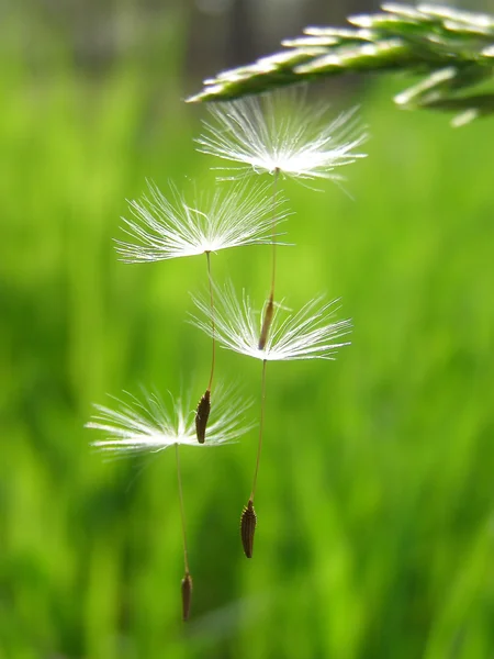 Семена одуванчиков плавающие и летающие — стоковое фото