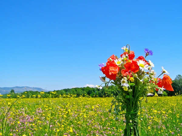 Champ vert avec des fleurs sauvages de printemps — Photo