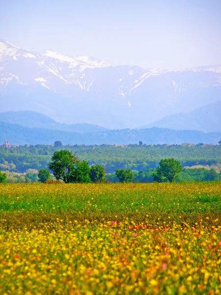 Campo verde con fiori selvatici primaverili — Foto Stock