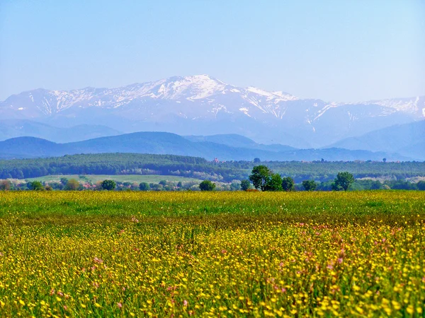 Campo verde com flores silvestres primavera — Fotografia de Stock