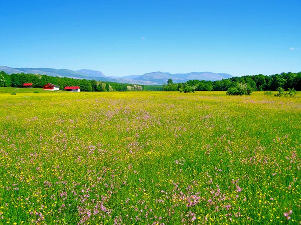 Grönt fält med våren vilda blommor — Stockfoto