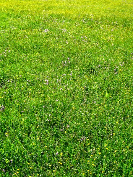 Campo verde con flores silvestres de primavera —  Fotos de Stock