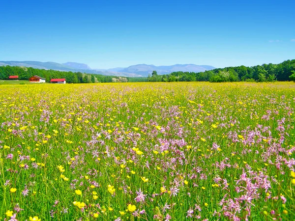 Groen veld met wild Lentebloemen — Stockfoto