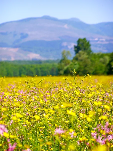 Campo verde con fiori selvatici primaverili — Foto Stock