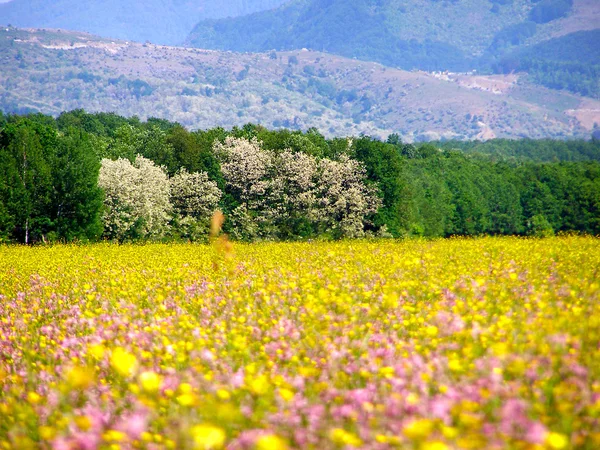Zielone pole z wiosennych kwiatów dzikiego — Zdjęcie stockowe