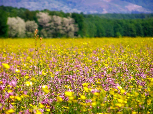 Зеленое поле с весенними дикими цветами — стоковое фото