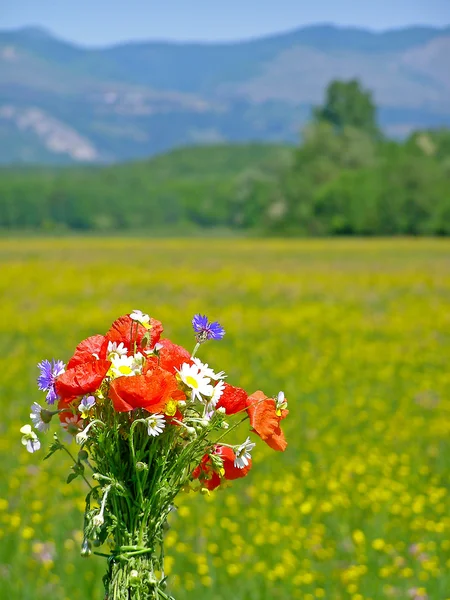 Groen veld met wild Lentebloemen — Stockfoto