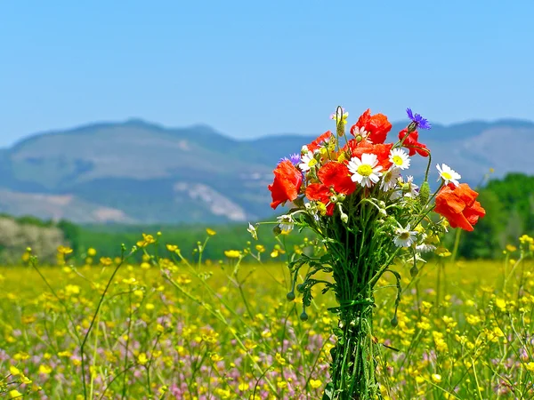 Campo verde com flores silvestres primavera — Fotografia de Stock