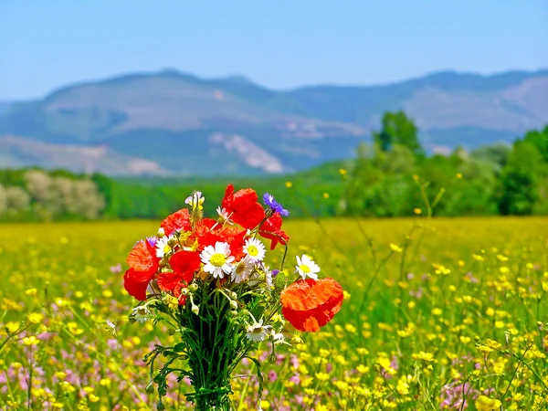 Zielone pole z wiosennych kwiatów dzikiego — Zdjęcie stockowe