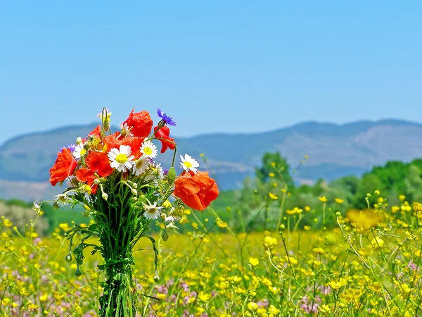 Зеленое поле с весенними дикими цветами — стоковое фото