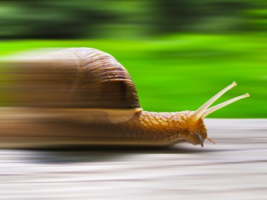 Speed snail clipart