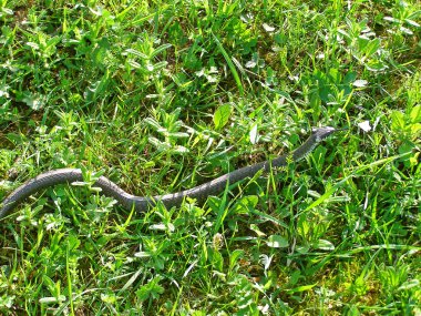 Avrupa çim yılan - natrix natrix