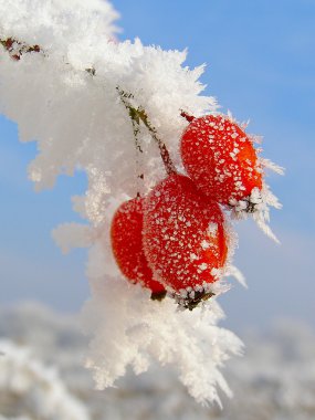 hoarfrost ile kaplı kuşburnu şubeleri