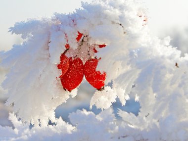 hoarfrost ile kaplı kuşburnu şubeleri