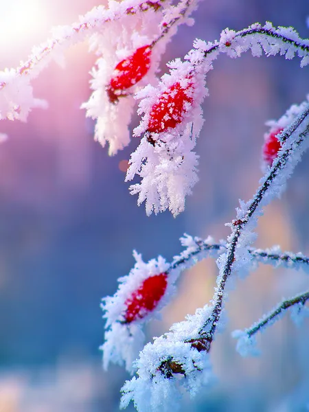 Nypon grenar täckta med rimfrost — Stockfoto